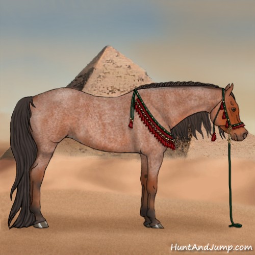 Horse Color:Bay Roan 