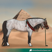 Horse Color:Liver Red Roan 