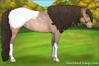 Horse Color:Amber Champagne Appaloosa 