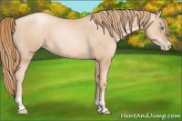 Horse Color:Gold Champagne Pearl Rabicano  and Gold Champagne Pearl 