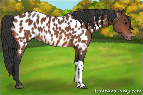 Horse Color:Bay Near Leopard