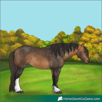 Horse Color:Buckskin Tobiano 