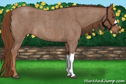 Horse Color:Red Roan 