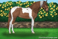 Horse Color:Chestnut Tobiano