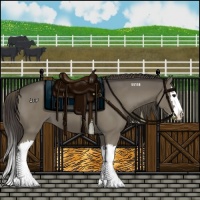 Horse Color:Smoky Grullo Splash 