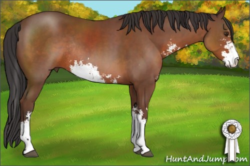 Horse Color:Bay Sabino Rabicano 