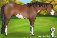 Horse Color:Bay Sabino Rabicano