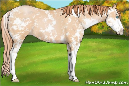 Horse Color:Buckskin Pearl Sabino 