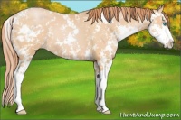 Horse Color:Buckskin Pearl Sabino 