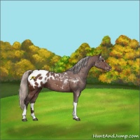 Horse Color:Silver Brown Sabino Tobiano Appaloosa 