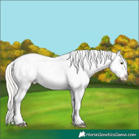 Horse Color:White Spotted Silver Buckskin Roan Dun Splash Appaloosa 