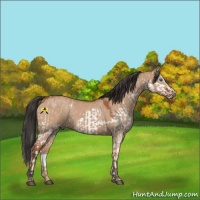 Horse Color:Bay Roan Dun Splash and Bay Roan Dun