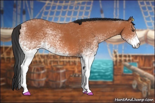 Horse Color:White Spotted Bay 