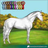 Horse Color:Liver Chestnut Mushroom Appaloosa  and Liver Chestnut Mushroom Appaloosa 