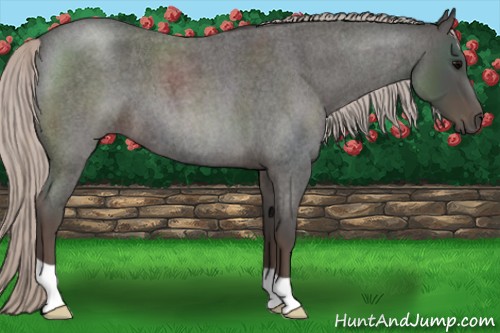 Horse Color:Silver Blue Roan 