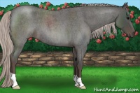 Horse Color:Silver Blue Roan 