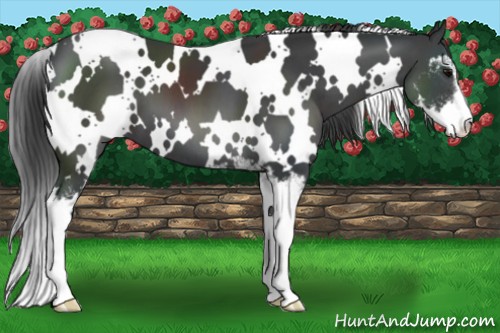 Horse Color:White Spotted Black Sabino