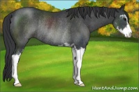 Horse Color:Black Sabino Rabicano 