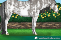 Horse Color:Grullo Sabino