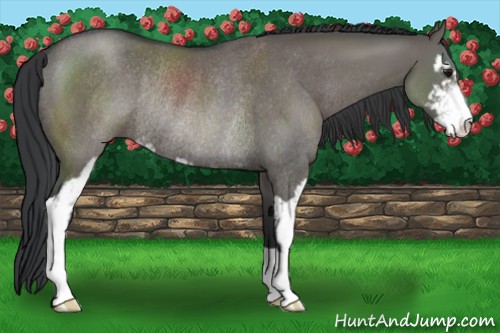 Horse Color:Grullo Sabino Rabicano