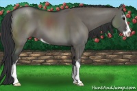 Horse Color:Grullo Sabino