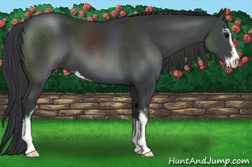 Horse Color:Black Sabino
