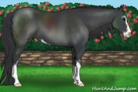 Horse Color:Black Sabino 
