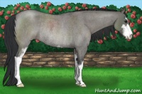 Horse Color:Grullo Roan Sabino Rabicano