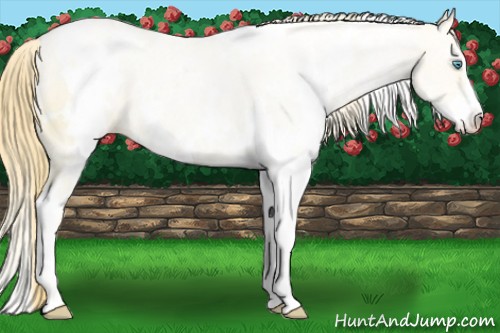 Horse Color:White Spotted Buckskin Pearl Dun Sabino Rabicano