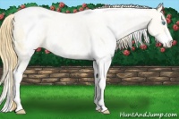 Horse Color:White Spotted Buckskin Pearl Dun Sabino Rabicano 