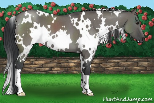 Horse Color:White Spotted Grullo Roan