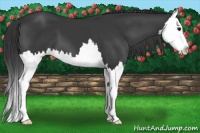 Horse Color:Black Sabino Splash