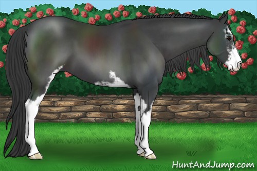 Horse Color:Black Sabino 