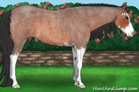 Horse Color:Brown Roan Sabino