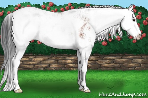 Horse Color:Bay Sabino Rabicano 