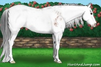 Horse Color:Bay Sabino Rabicano 