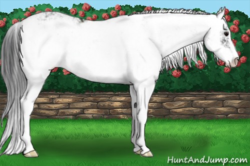 Horse Color:Black Sabino Rabicano 