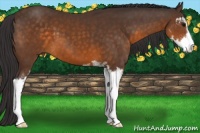 Horse Color:Buckskin Sabino 