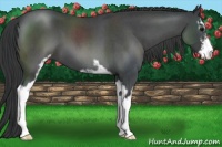 Horse Color:Blue Roan Sabino