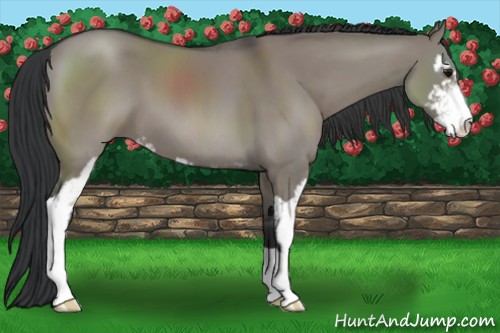 Horse Color:Grullo Sabino