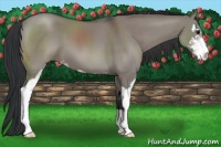 Horse Color:Grullo Sabino