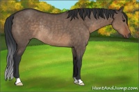 Horse Color:Brown Dun Rabicano 