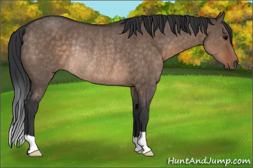 Horse Color:Brown Dun Rabicano 