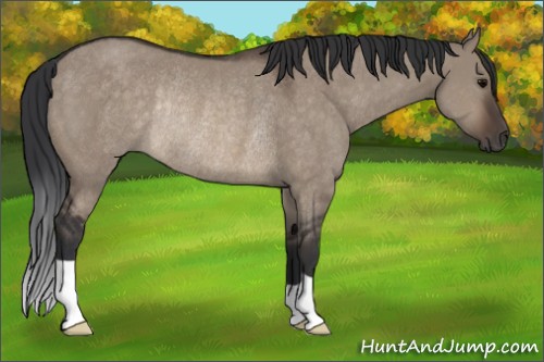 Horse Color:Brown Dun Rabicano 