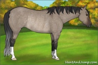 Horse Color:Brown Dun Rabicano 