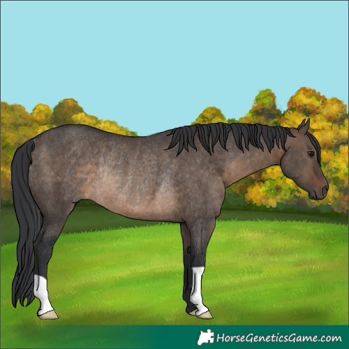 Horse Color:Brown Dun Rabicano 