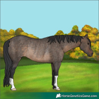 Horse Color:Brown Dun Rabicano