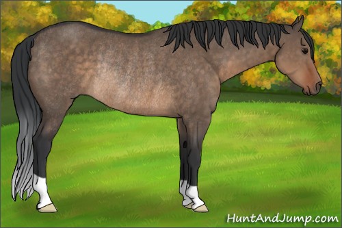 Horse Color:Brown Dun Rabicano 