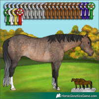 Horse Color:Brown Dun Rabicano 