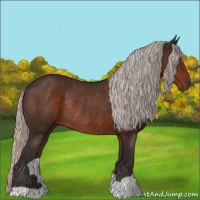 Horse Color:Silver Brown Rabicano 